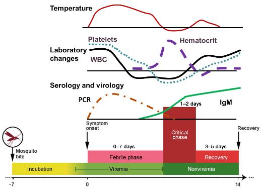 laboratory-findings-febrile-phase